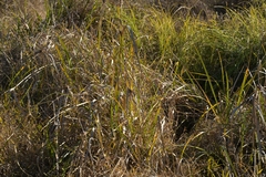 Cyperus ustulatus, photograph (c) Christopher Stephens, some rights reserved (CC BY-SA)