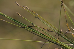 Machaerina juncea