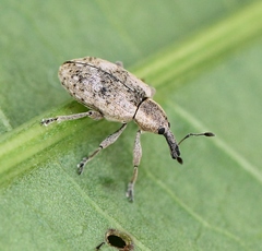 Hypera rumicis
