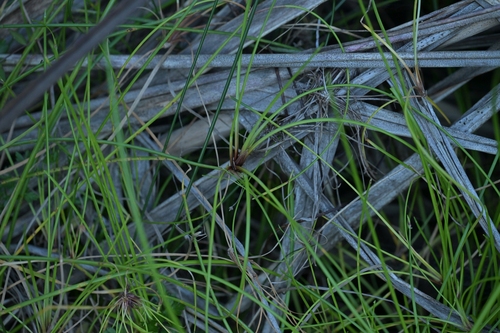 Isolepis prolifera, photograph 5