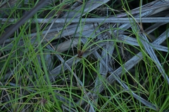 Isolepis prolifera, photograph (c) Christopher Stephens, some rights reserved (CC BY-SA)