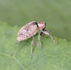 Hypera rumicis