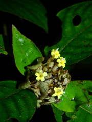 Palicourea alloantha