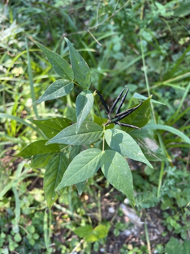 Vicia oroboides