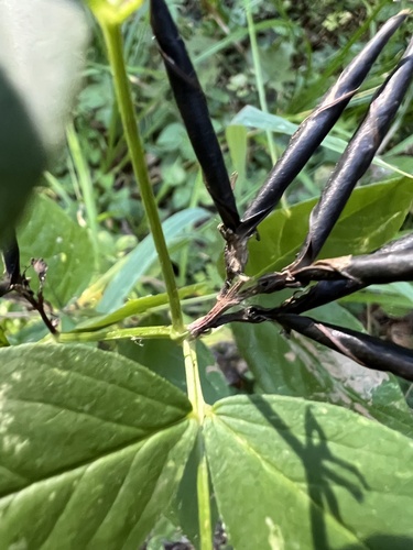 Vicia oroboides, photograph 2