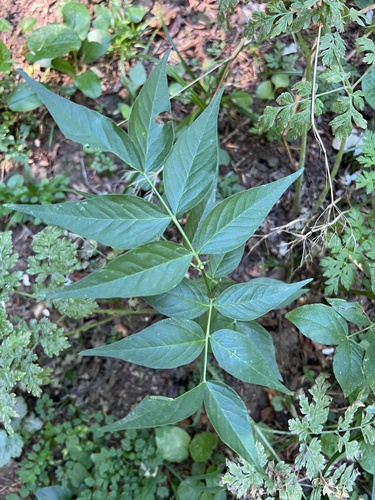 Vicia oroboides, photograph 4