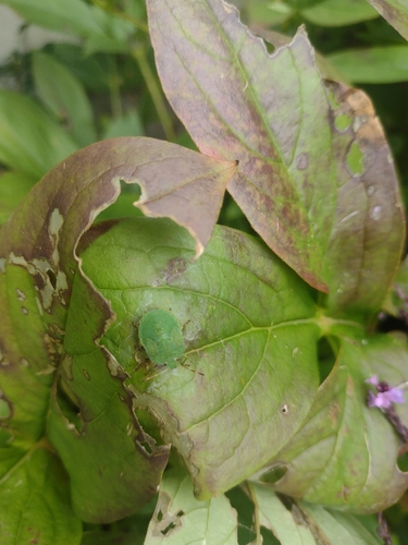 Green Shield Bug