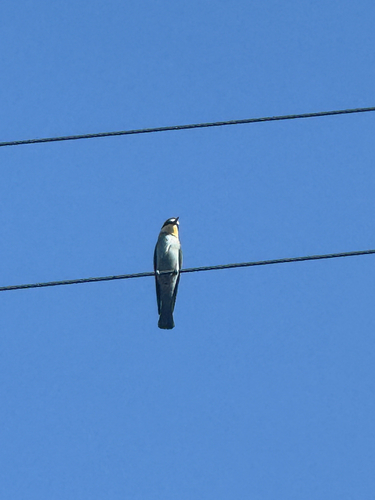 European Bee-eater