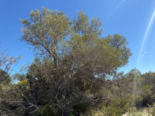 Xylomelum angustifolium, photograph 1