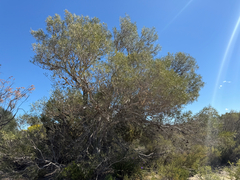 Xylomelum angustifolium, photograph (c) smathichong, some rights reserved (CC BY)