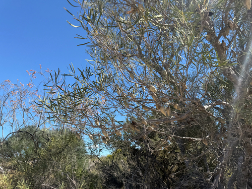 Xylomelum angustifolium