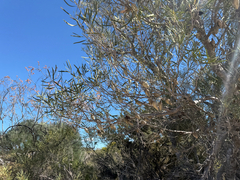 Xylomelum angustifolium