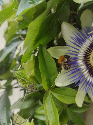 Common Carder Bumble Bee