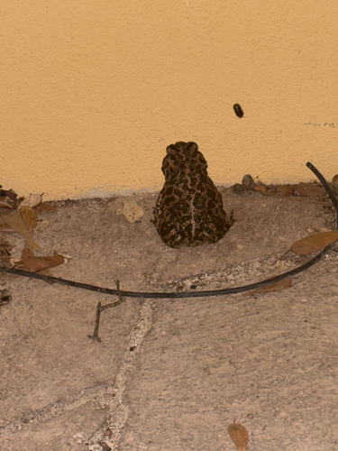 Balearic Green Toad
