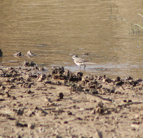 iNaturalist image