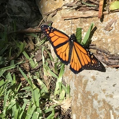 Danaus plexippus