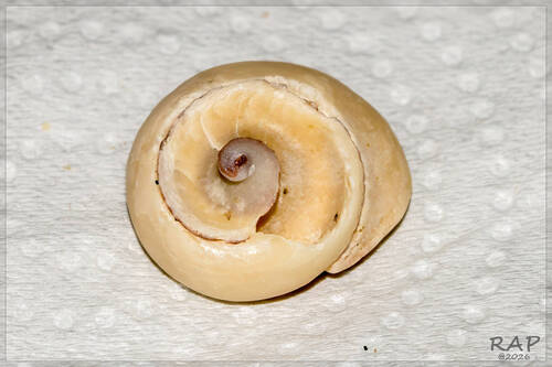 Olivancillaria urceus, 2026-07-28