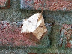 Automerella flexuosa