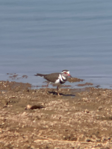 iNaturalist image