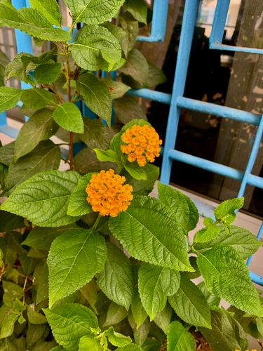 common lantana