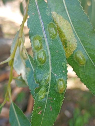 Willow Redgall Sawfly