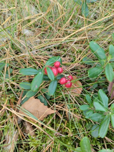 Lingonberry
