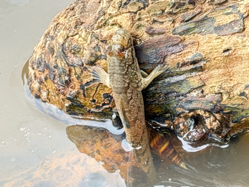 Periophthalmus barbarus observed 2026-09-03