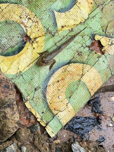 Periophthalmus barbarus observed 2026-09-03