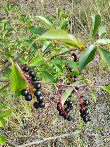 black cherry