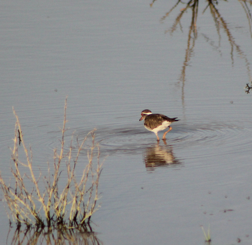 iNaturalist: (c) jeanelz, some rights reserved (CC BY-NC), uploaded by jeanelz iNaturalist image