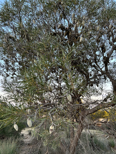 Xylomelum angustifolium observed 2026-09-03