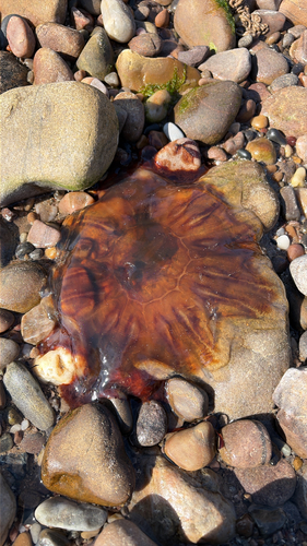 Lion's Mane Jelly