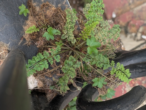 Corydalis cheilanthifolia