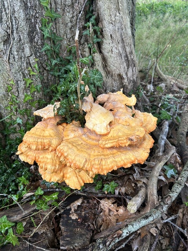 chicken of the woods
