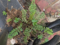 author not stated, no rights reserved Corydalis cheilanthifolia, photograph author not stated, no rights reserved