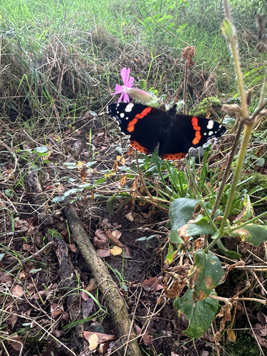 Red Admiral