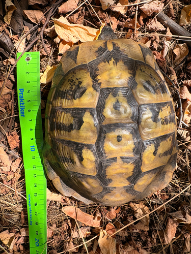 Hermann's Tortoise