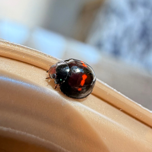 Heather Ladybird