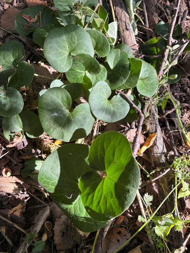 Asarabacca