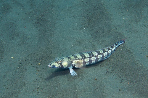Parapercis tetracantha observed 2026-09-02