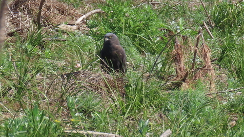 iNaturalist image