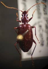 Platynus tenuicollis