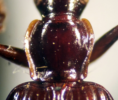 Platynus tenuicollis