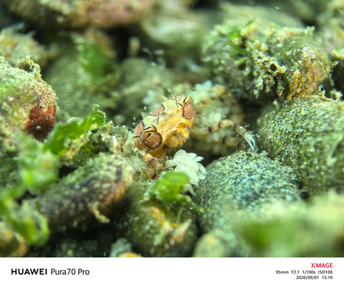 Lybia tessellata observed 2026-09-01