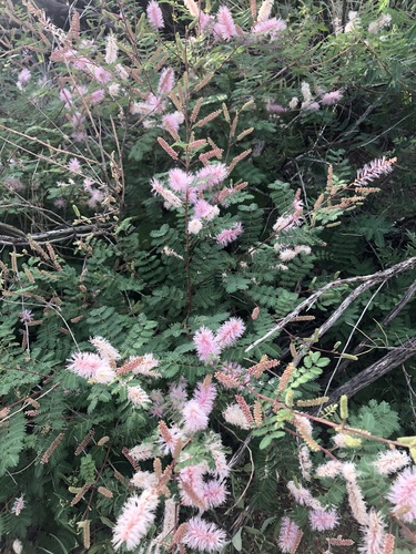 Mimosa dysocarpa, photograph 6