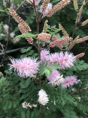 Mimosa dysocarpa, photograph (c) Jared Shorma, some rights reserved (CC BY)