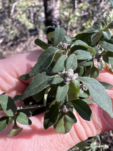 Prostanthera ovalifolia, 2026-09-03