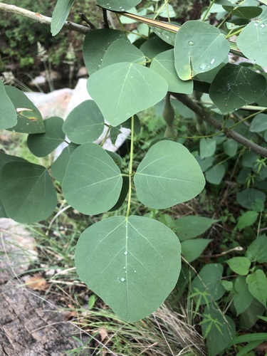 Erythrina flabelliformis