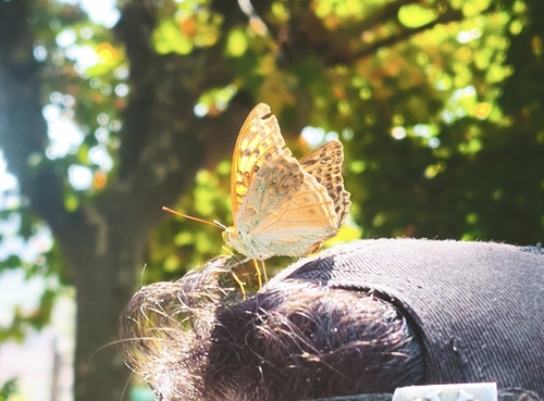 Cardinal Butterfly