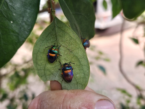 Green Jewel Bug